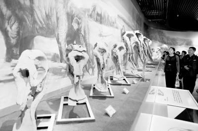 专家在和政县古动物化石博物馆参观