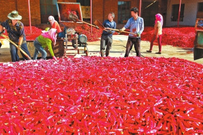 优质红辣椒种植加工成为永昌县农业特色优势产