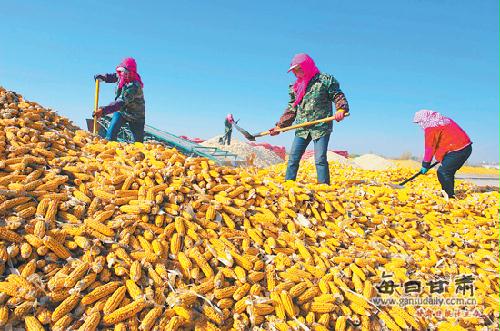 张掖市玉米种子种植面积达100多万亩