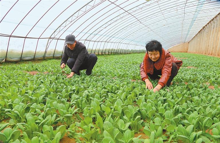 种植户正在管护蔬菜