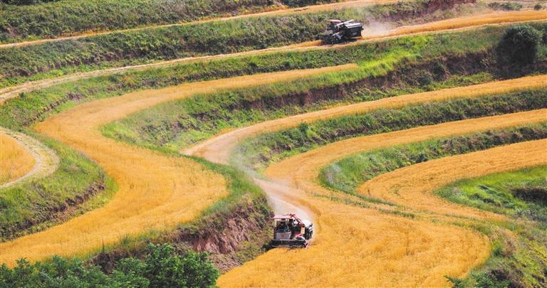 秦安县小麦种植基地一派繁忙的丰收景象